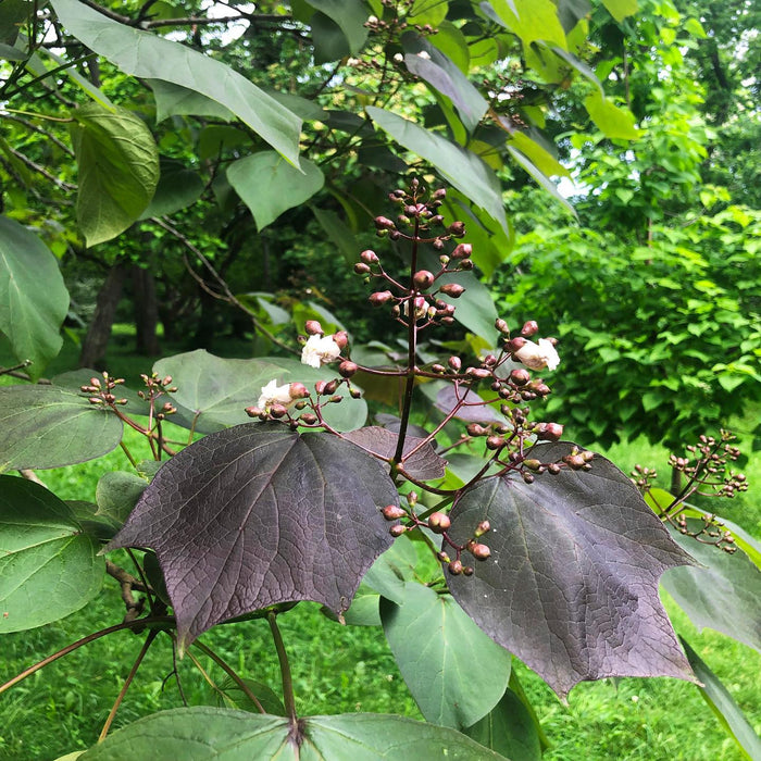 Catalpa x erubescens ‘Purpurea' Purple New Growth Indian Bean Tree
