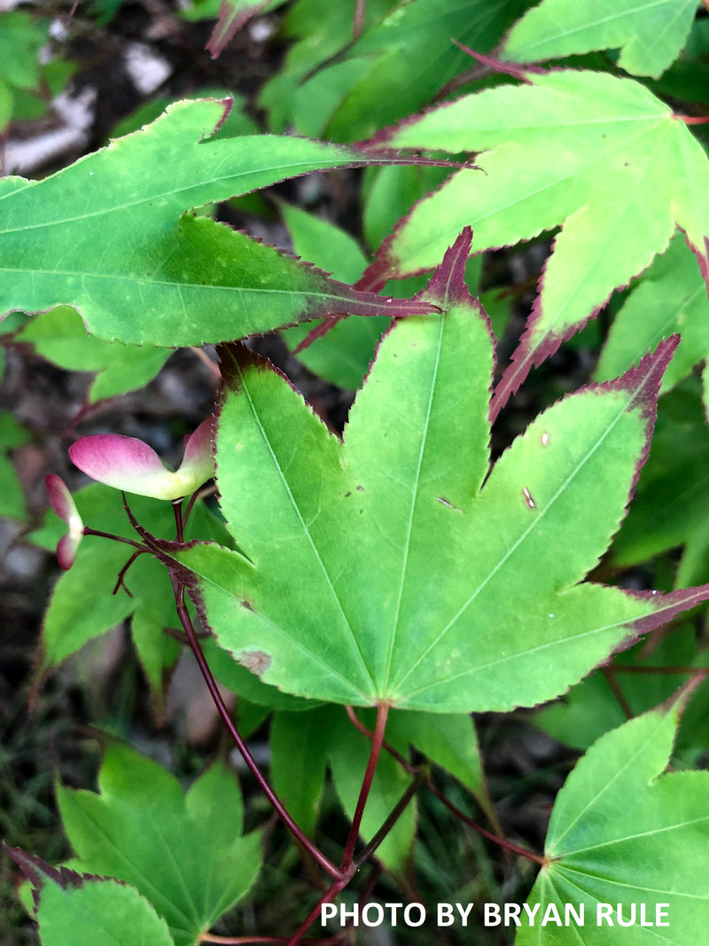 - Acer palmatum 'Tsuma gaki' Japanese Maple - Mr Maple │ Buy Japanese Maple Trees