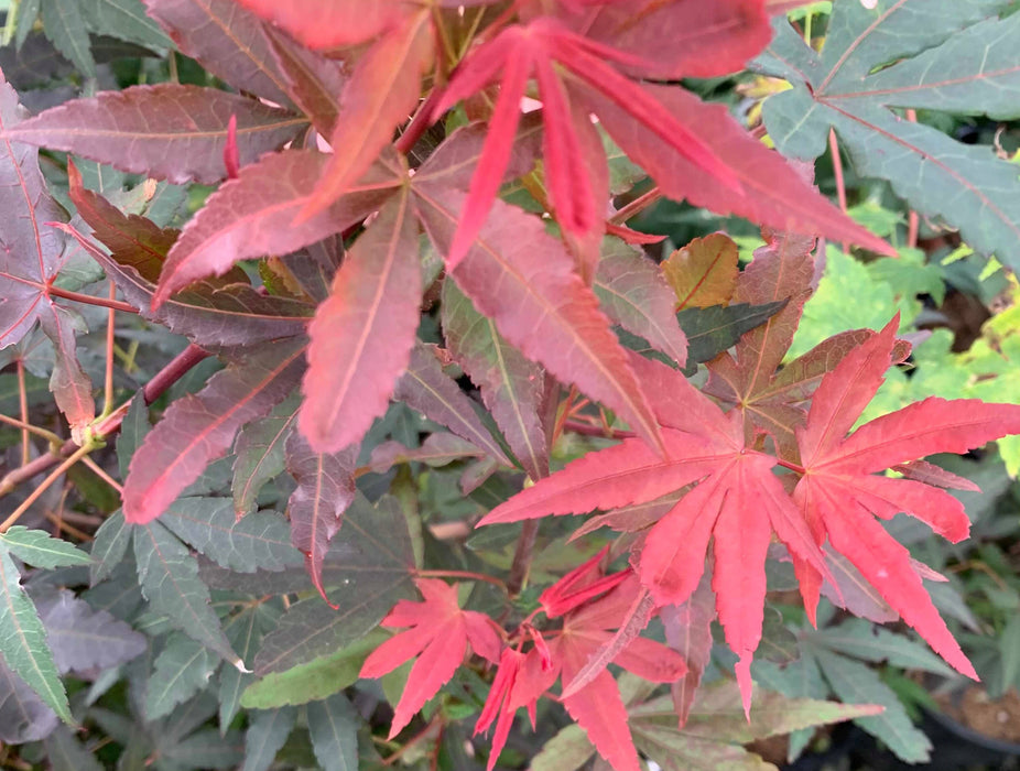 Acer palmatum 'Verna Jean' Japanese Maple