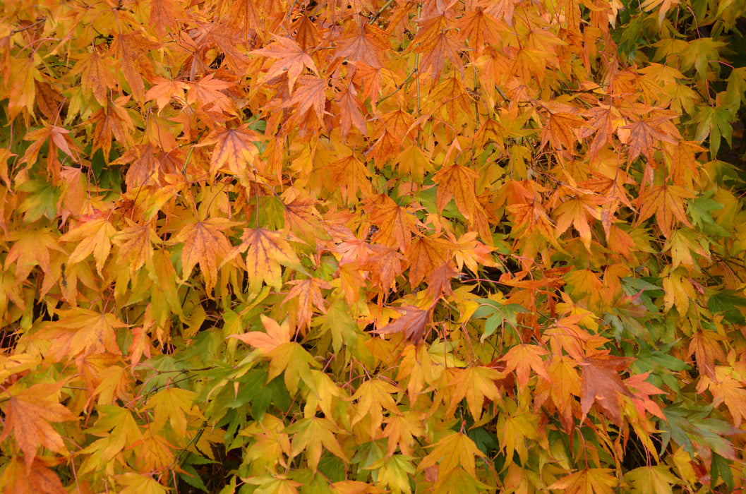 Acer palmatum 'Westonbirt Spreading Star' Japanese Maple