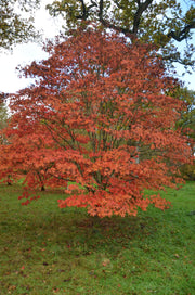 - Acer palmatum 'Osakazuki' Japanese Maple - Mr Maple │ Buy Japanese Maple Trees