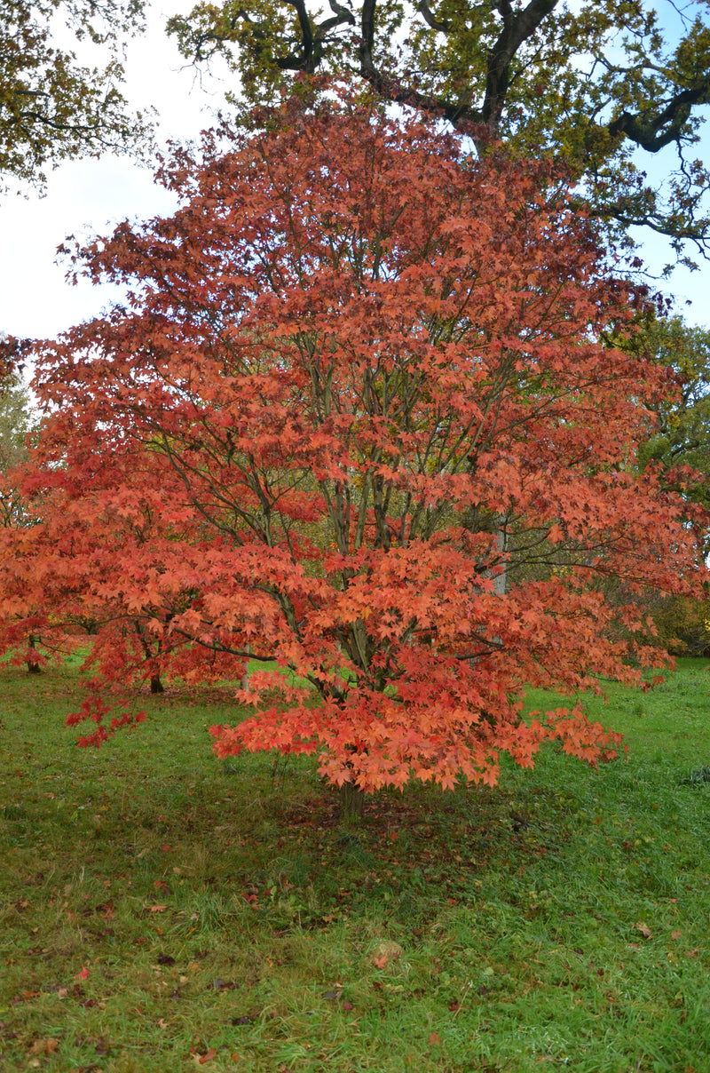 - Acer palmatum 'Osakazuki' Japanese Maple - Mr Maple │ Buy Japanese Maple Trees