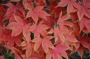 - Acer palmatum 'Osakazuki' Japanese Maple - Mr Maple │ Buy Japanese Maple Trees