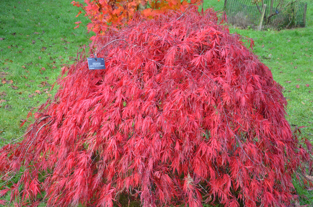 Acer palmatum 'Crimson Queen' Laceleaf Japanese Maple