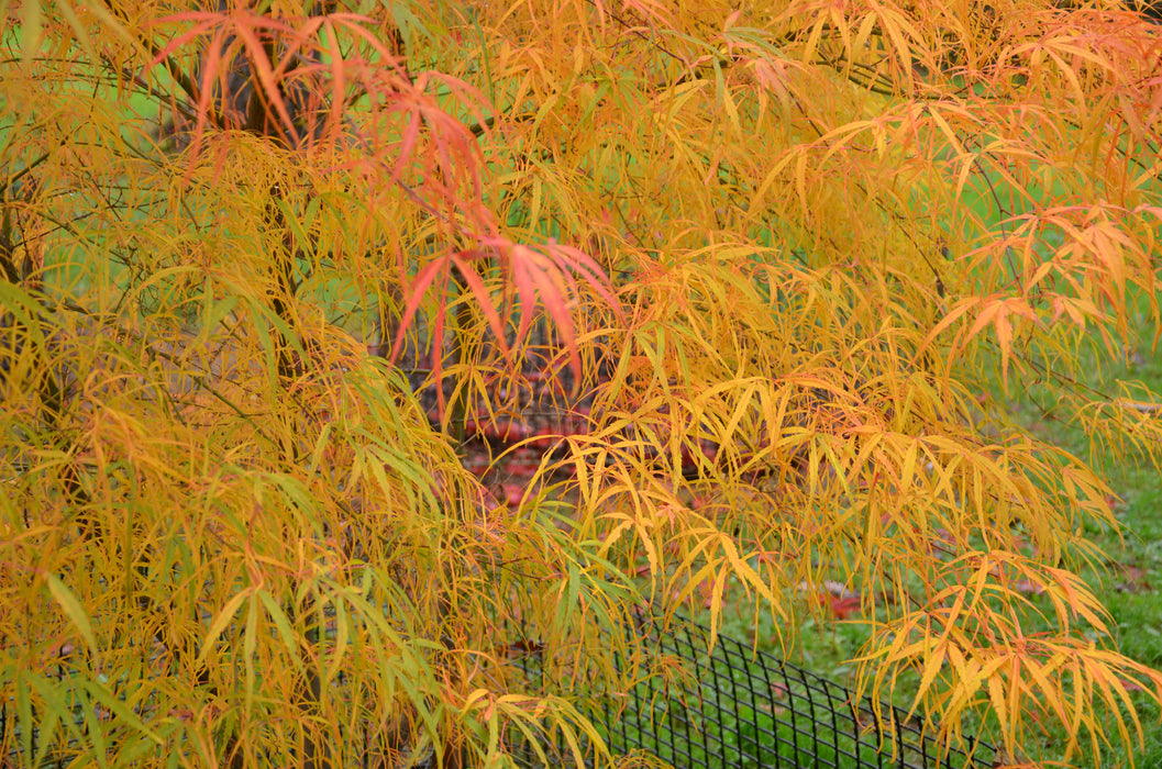 Acer palmatum 'Ao shime-no-uchi shidare' Green Linearilobum Japanese Maple
