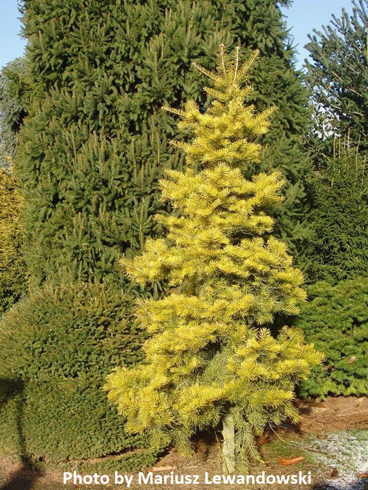 Abies concolor 'Wintergold' Golden White Fir Grafted on Abies firma