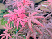- Acer palmatum 'Peve Starfish' Japanese Maple - Mr Maple │ Buy Japanese Maple Trees