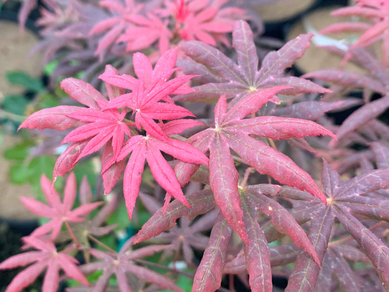 - Acer palmatum 'Peve Starfish' Japanese Maple - Mr Maple │ Buy Japanese Maple Trees