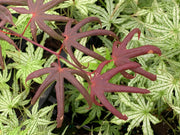 - Acer palmatum 'Peve Starfish' Japanese Maple - Mr Maple │ Buy Japanese Maple Trees