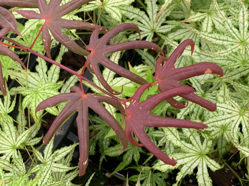 - Acer palmatum 'Peve Starfish' Japanese Maple - Mr Maple │ Buy Japanese Maple Trees