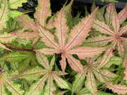 - Acer palmatum 'Amber Ghost' Japanese Maple - Mr Maple │ Buy Japanese Maple Trees