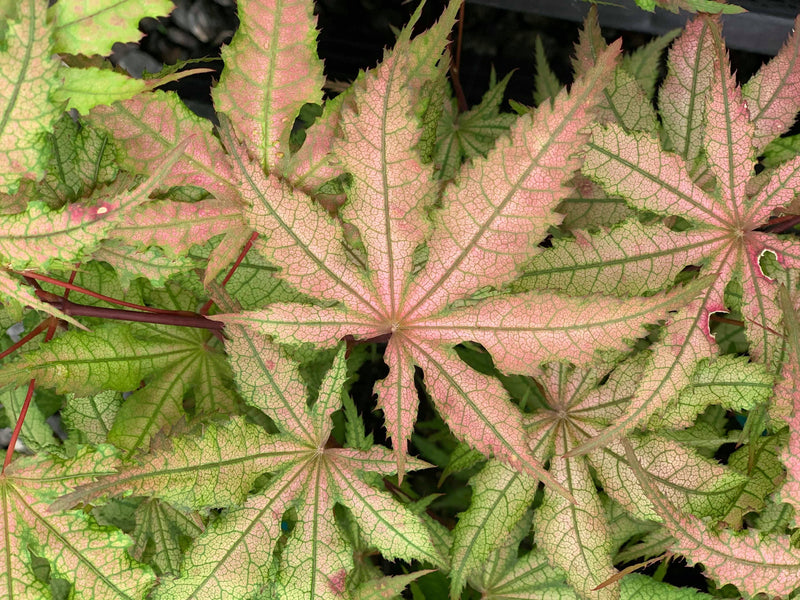 - Acer palmatum 'Amber Ghost' Japanese Maple - Mr Maple │ Buy Japanese Maple Trees