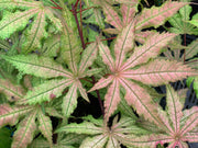 - Acer palmatum 'Amber Ghost' Japanese Maple - Mr Maple │ Buy Japanese Maple Trees