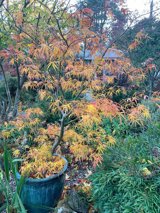 Acer palmatum 'Ao shime-no-uchi shidare' Green Linearilobum Japanese Maple
