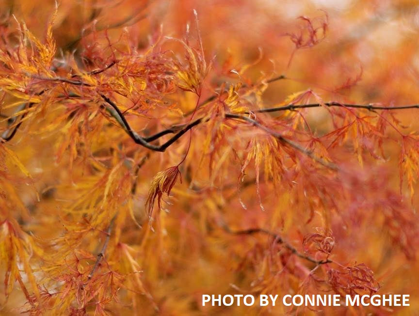 Acer palmatum 'Green Mist' Japanese Maple