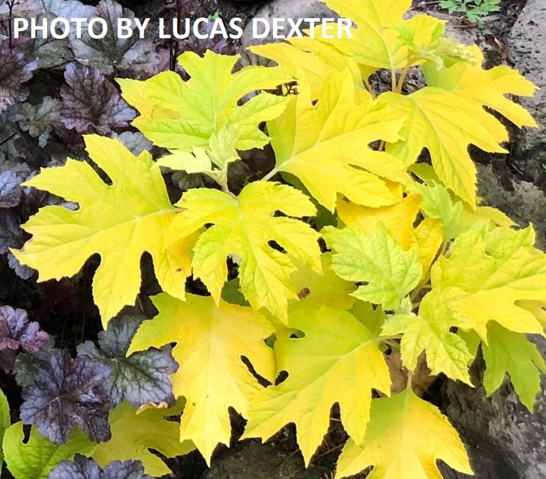 Hydrangea quercifolia 'Little Honey' Yellow Foliage Oakleaf Hydrangea