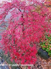 - Acer palmatum 'Baldsmith' Laceleaf Japanese Maple - Mr Maple │ Buy Japanese Maple Trees
