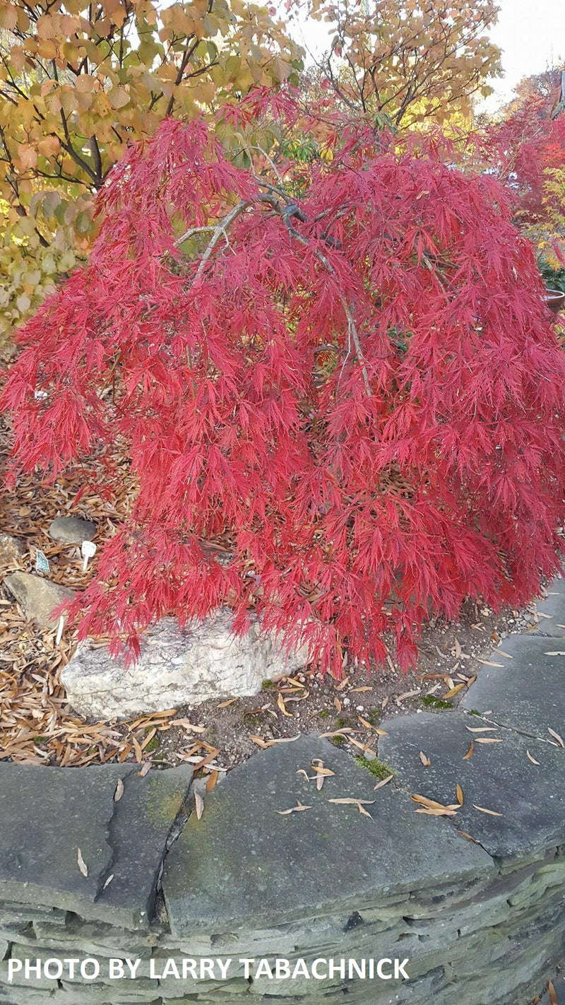 - Acer palmatum 'Baldsmith' Laceleaf Japanese Maple - Mr Maple │ Buy Japanese Maple Trees