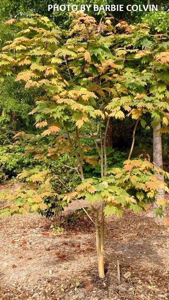 Buy Acer japonicum 'Emmett's Pumpkin' Full Moon Japanese Maple