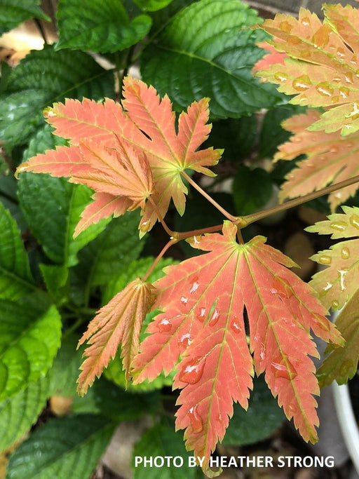 - Acer japonicum 'Emmett's Pumpkin' Full Moon Japanese Maple - Mr Maple │ Buy Japanese Maple Trees