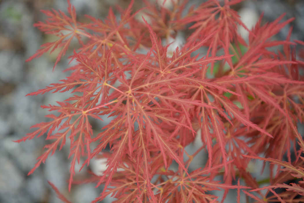 Acer palmatum 'Morris Arboretum' Weeping Japanese Maple