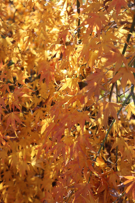 Acer palmatum 'Chika' Weeping Japanese Maple