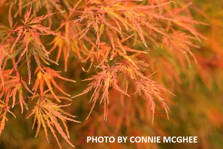 Acer palmatum 'Green Mist' Japanese Maple
