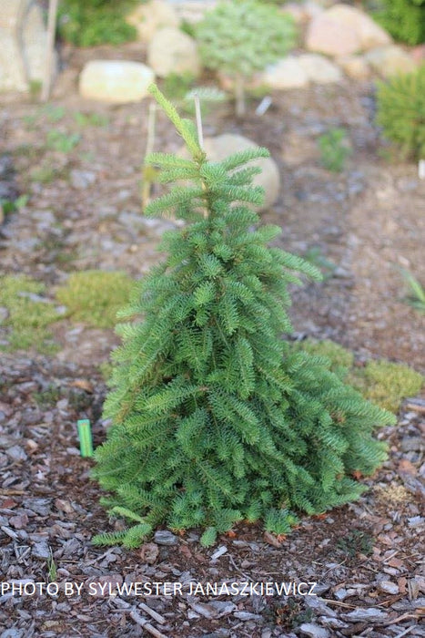 Abies procera 'La Graciosa' Weeping Noble Fir Grafted on Abies firma