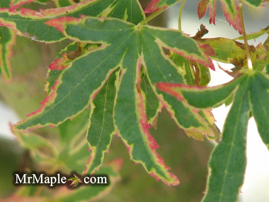 Acer palmatum 'Tennyo-no-hoshi' Japanese Maple