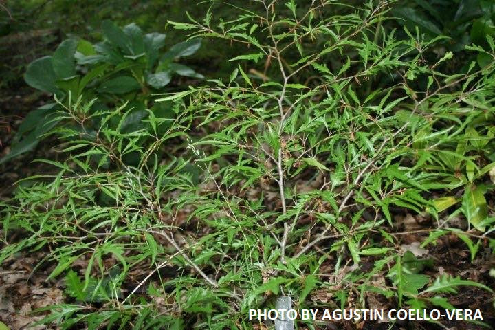 Fagus sylvatica 'Mercedes' Thread-like Foliage European Beech Tree