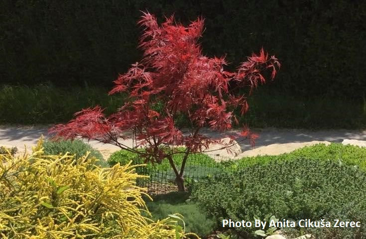 Acer palmatum 'Stella Rossa' Weeping Japanese Maple