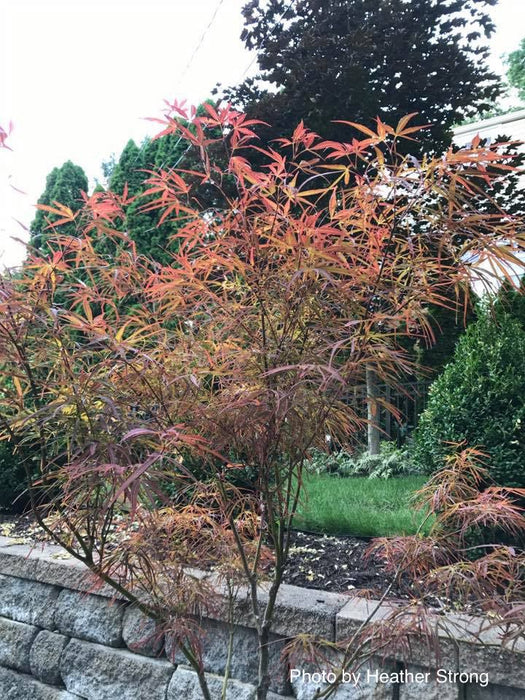 Acer palmatum 'Red Pygmy' Red Strapleaf Japanese Maple