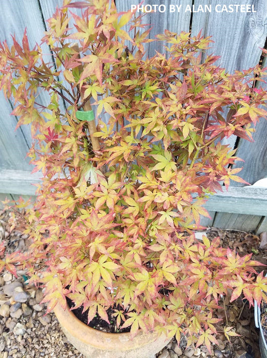 Acer palmatum 'Babe's Dwarf' Japanese Maple