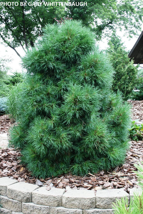 Pinus sylvestris 'Globosa Viridis' Dwarf Scots Pine