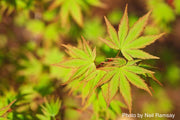 - Acer palmatum 'Orange Dream' Japanese Maple - Mr Maple │ Buy Japanese Maple Trees
