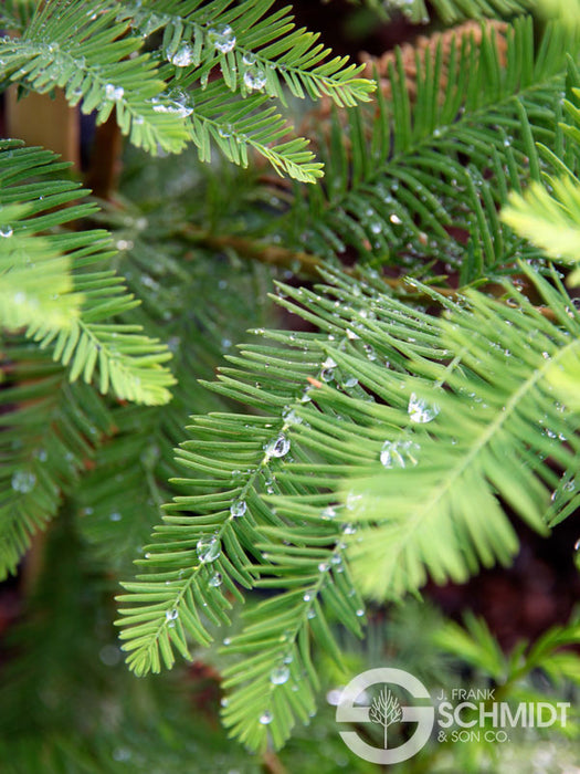 Taxodium distichum 'Green Whisper' Bald Cypress