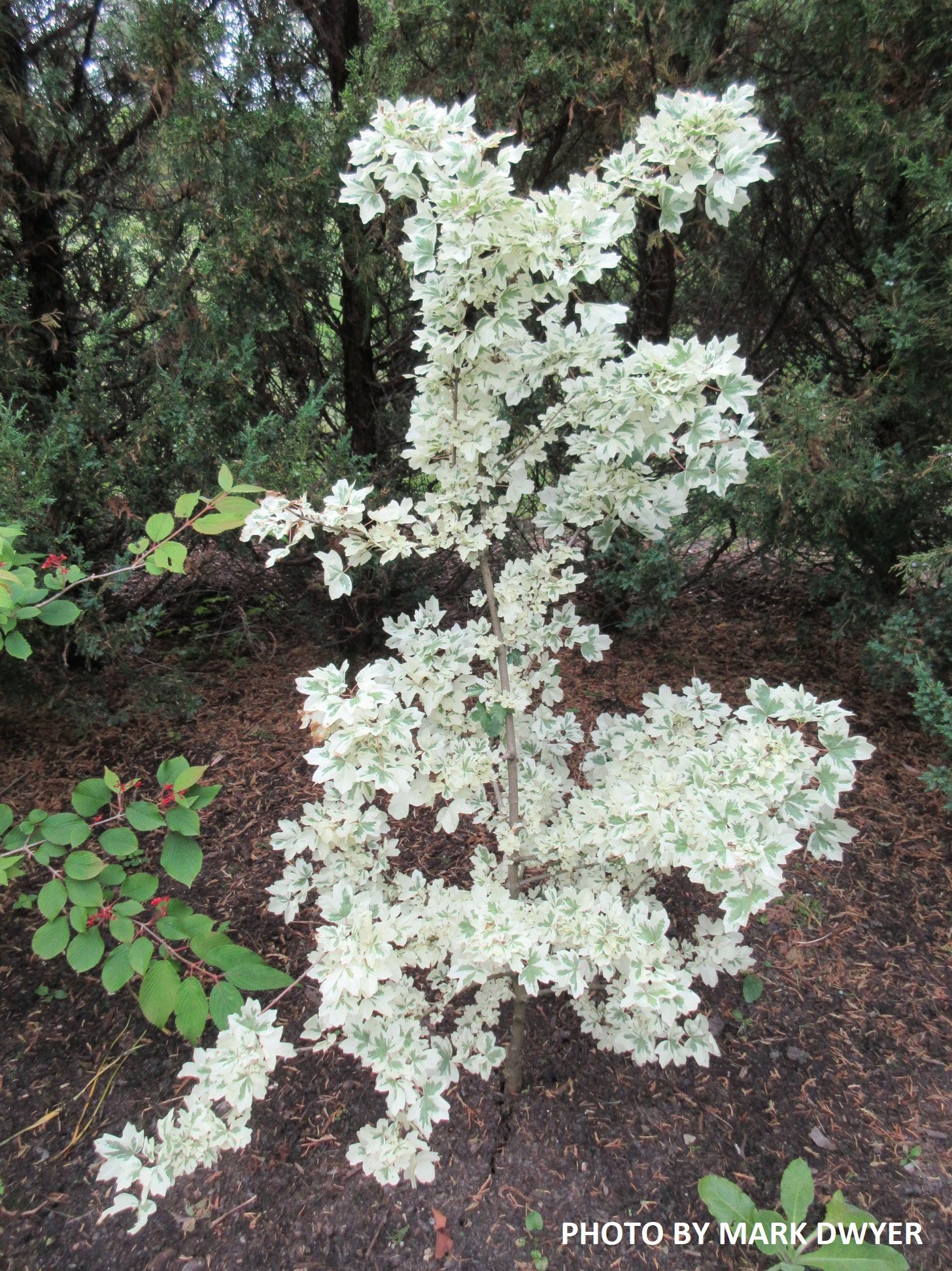 Buy Acer campestre 'Carnival' White Variegated Maple — Mr Maple