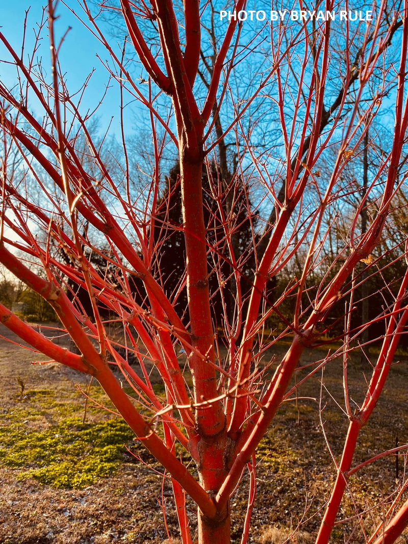 - Acer palmatum 'Sango kaku' Coral Bark Japanese Maple - Mr Maple │ Buy Japanese Maple Trees