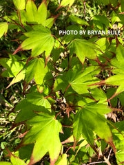 - Acer palmatum 'Tsuma gaki' Japanese Maple - Mr Maple │ Buy Japanese Maple Trees