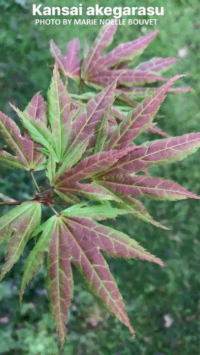 Acer palmatum 'Kansai akegarasu' Japanese Maple