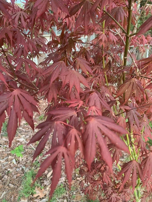 Acer shirasawanum 'Royalty' Red Full Moon Japanese Maple