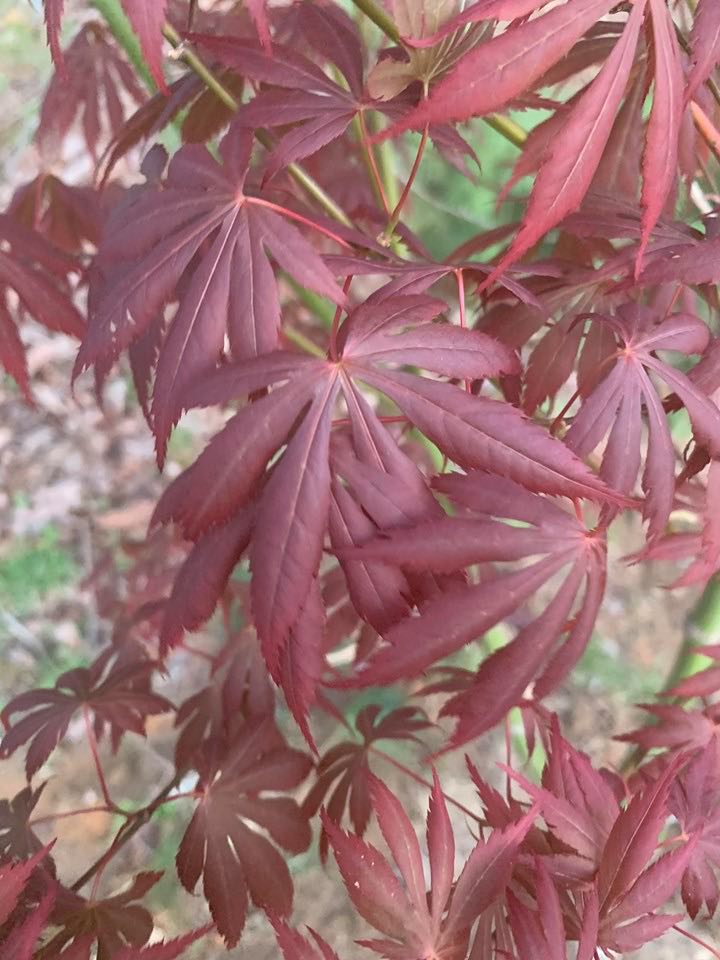 - Acer shirasawanum 'Royalty' Red Full Moon Japanese Maple - Mr Maple │ Buy Japanese Maple Trees