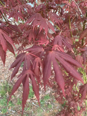 - Acer shirasawanum 'Royalty' Red Full Moon Japanese Maple - Mr Maple │ Buy Japanese Maple Trees