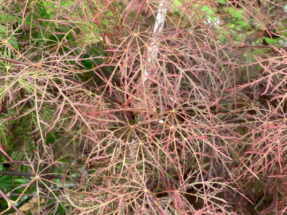 Acer palmatum 'Ruby Lace' Dwarf Japanese Maple