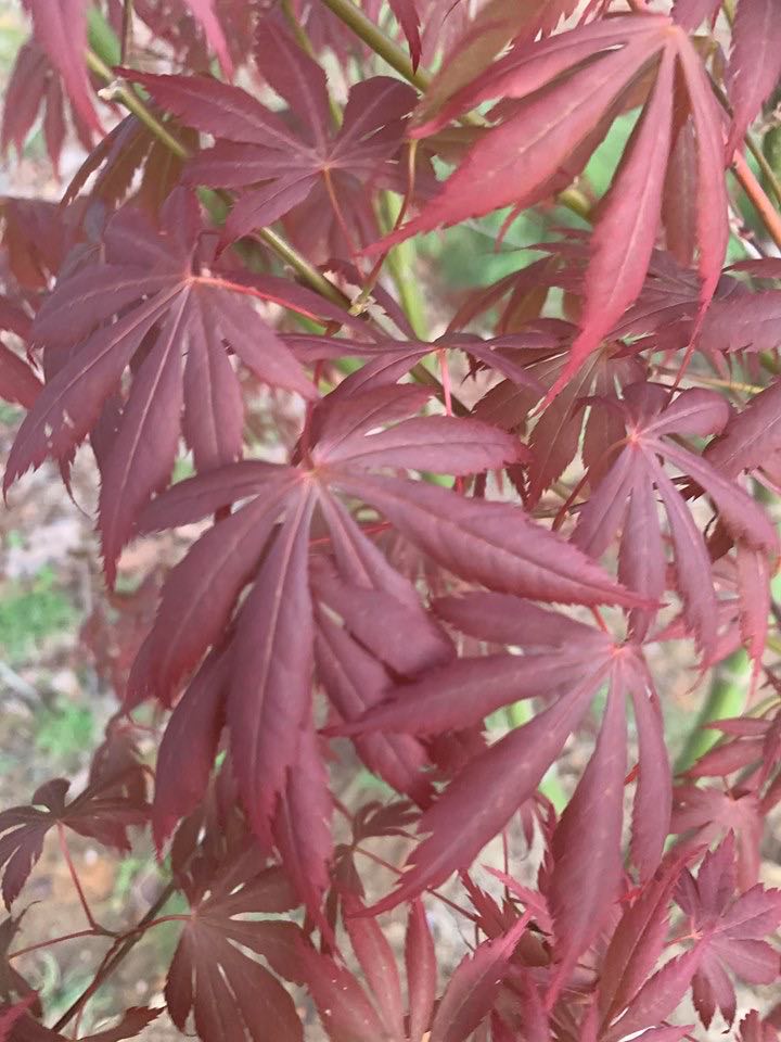 - Acer shirasawanum 'Royalty' Red Full Moon Japanese Maple - Mr Maple │ Buy Japanese Maple Trees