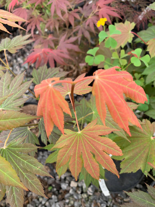 Acer japonicum 'Aka omote' Japanese Maple