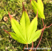- Acer palmatum 'Tsuma gaki' Japanese Maple - Mr Maple │ Buy Japanese Maple Trees