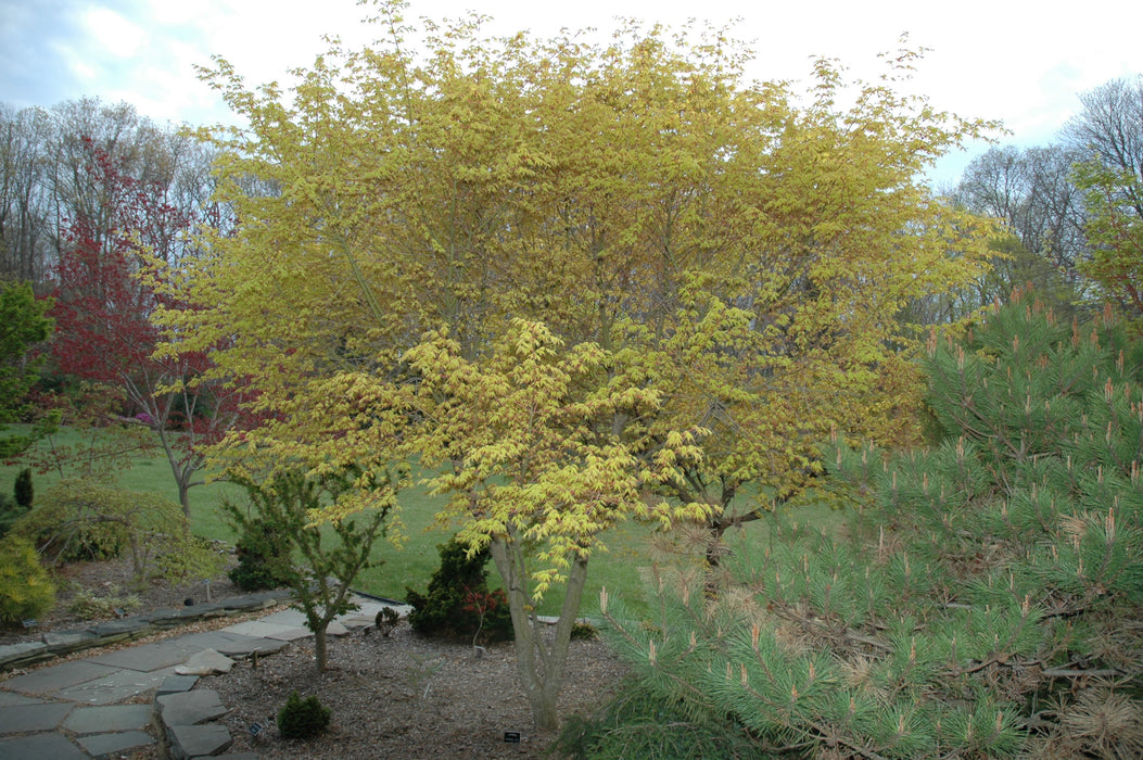 Acer palmatum 'Katsura' Japanese Maple