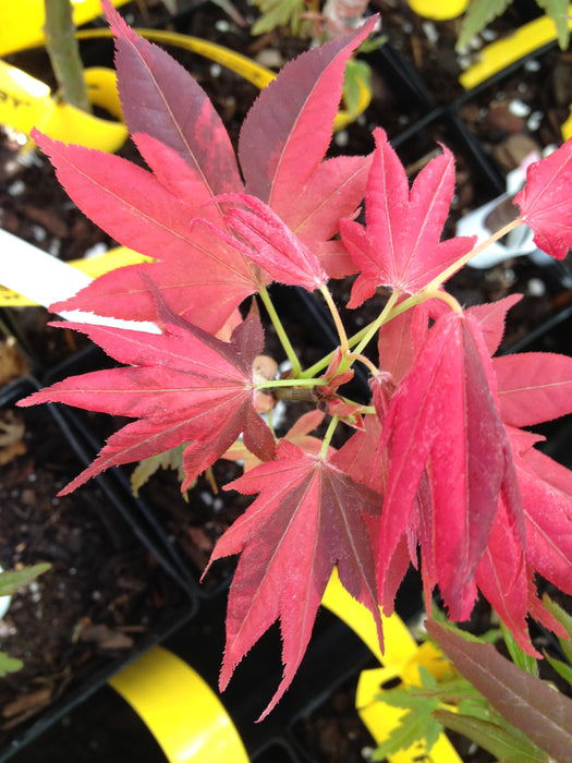 Acer palmatum 'Taimen nishiki' Japanese Maple