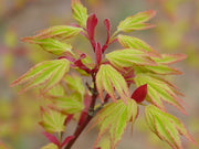 - Acer palmatum 'Orange Dream' Japanese Maple - Mr Maple │ Buy Japanese Maple Trees